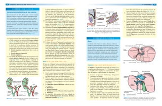 94 GRANT. MANUAL DE DISECCIÓN
24%
75%
Arteria y conducto
hepáticos derechos
Arteria cística
Conducto
cístico
Arteria
cística
Conducto
hepático común
Arteria
hepática
propia
Figura 4-27. Los dos patrones más frecuentes de ramificación de la
arteria cística.
14. Siga el trayecto de la arteria hepática común hacia
el lado izquierdo en dirección del tronco celíaco
(fig. 4-26). Observe que el tronco celíaco se ori-
gina en la superficie anterior de la aorta abdominal
a nivel de la duodécima vértebra torácica. El
tronco celíaco es muy corto (menos de 2 cm en la
mayor parte de los casos) y se divide en tres ramas:
• Arteria hepática común (ya se llevó a cabo su
disección)
• Arteria gástrica izquierda
• Arteria esplénica
15. Por medio de disección roma siga el trayecto de la
arteria gástrica izquierda hacia el esófago y estó-
mago (fig. 4-26). La arteria gástrica izquierda al-
canza el estómago cerca del esófago y a continua-
ción sigue la curvatura menor del estómago dentro
del omento menor. La arteria gástrica izquierda
forma una anastomosis con la arteria gástrica dere-
cha a lo largo de la curvatura menor del estómago.
Las ramas de la arteria gástrica se distribuyen hacia
las superficies anterior y posterior del estómago.
16. Siga el trayecto de la arteria esplénica hacia la iz-
quierda unos 5 cm y verifique que descansa sobre
la pared abdominal posterior. La arteria esplénica
viaja a lo largo del borde superior del páncreas, en
el que se incrusta parcialmente. No separe la arte-
ria esplénica del páncreas en este momento.
Observe que las arterias gástricas cortas se origi-
nan a partir de la arteria esplénica e irrigan el
fondo del estómago (fig. 4-26).
17. Identifique la arteria gastroepiploica izquierda
en el omento mayor a unos 2 cm de la curvatura
mayor del estómago (fig. 4-26). La arteria gastro-
epiploica izquierda es rama de la arteria esplénica.
18. Identifique la arteria gastroepiploica derecha en
el omento mayor cerca del extremo derecho de la
curvatura mayor del estómago. La arteria gastroe-
piploica derecha se anastomosa con la arteria gas-
troepiploica izquierda. Siga el trayecto de la arte-
ria gastroepiploica derecha hacia el lado derecho y
encuentre su origen en la rama gastroduodenal de
la arteria hepática común. [G 130; L 231; N 301;
R 314; C 206]
19. Coloque de nuevo el ligamento hepatoduodenal en
su sitio e identifique la vena porta hepática. Esta
vena descansa detrás de la arteria hepática propia y
el conducto biliar (fig. 4-24). Siga el trayecto de la
vena porta hepática en sentido superior y observe
que llega hasta el porta hepático, donde se divide
para formar las venas porta derecha e izquierda.
Por lo general la vena porta hepática recibe las
venas gástricas derecha e izquierda como tribu-
tarias. En la parte inferior, la vena porta hepática
pasa detrás de la primera porción del duodeno.
BAZO [G 131; L 232; N 299; R 317; C 212]
El bazo es el órgano hematopoyético más grande del
cuerpo. Su tamaño y peso varían considerablemente, lo
que depende del volumen sanguíneo y su contenido.
Está cubierto por peritoneo visceral con excepción del
hilio, donde los vasos esplénicos entran y salen.
1. Con la mano izquierda retraiga el fondo del estó-
mago hacia la derecha. Con la mano derecha jale
con delicadeza el bazo en sentido anterior.
2. Observe que el bazo tiene una superficie diafrag-
mática lisa. Sus bordes anterior, inferior y superior
son ásperos. El borde superior del bazo a menudo
es mellado.
3. La superficie visceral del bazo colinda con cua-
tro órganos:
• Estómago
• Riñón izquierdo
• Colon transverso (flexura cólica izquierda)
• Páncreas
4. La superficie diafragmática del bazo colinda (a
través del diafragma) con la novena, décima y
undécima costillas (fig. 4-28).
Variaciones anatómicas de las arterias
Aproximadamente en 12% de los casos, la arteria hepática
derecha se origina a partir de la arteria mesentérica supe-
rior. En ocasiones la arteria gástrica izquierda da origen a
una arteria hepática izquierda aberrante. Durante la extir-
pación quirúrgica del estómago (gastrectomía), algunas
veces se interrumpe la irrigación de una arteria hepática iz-
quierda aberrante, poniendo en peligro el lóbulo izquierdo
del hígado.
La arteria cística por lo general se origina a partir de la arteria
hepática derecha, pero también se puede originar a partir de
otros sitios. La arteria cística pasa por detrás (75%) o por de-
lante (24%) del conducto hepático común (fig. 4-27).
C O R R E L A C I Ó N C L Í N I C A
954/ ABDOMEN
PulmónPulmón
10
11
A B
Pleura parietal
Receso
costodisfragmático
Bazo
Novena costilla
Colon
Diafragma
Peritoneo parietal
Línea axilar media
Herida
penetrante
Bazo
Figura 4-28. Relaciones del bazo y la pared torácica. A) Corte frontal.
B) Vista lateral. Una herida penetrante a través del noveno espacio in-
tercostal, detrás de la línea axilar media, penetra en la cavidad pleural,
diafragma, cavidad peritoneal y bazo.
Bazo
La relación entre el bazo y la novena, décima y undécima
costillas es importante desde el punto de vista clínico cuando
se valoran fracturas costales y heridas penetrantes. El bazo la-
cerado sangra con abundancia hacia la cavidad abdominal y
algunas veces se debe extirpar por medio de cirugía (esple-
nectomía). Es importante subrayar que existe riesgo de pun-
cionar el bazo durante la punción pleural (toracocentesis).
Durante la exploración física en ocasiones se detecta hiper-
trofia del bazo (esplenomegalia). El bazo se considera hi-
pertrófico cuando se puede palpar bajo el borde costal.
C O R R E L A C I Ó N C L Í N I C A
HÍGADO [G 146; L 233; N 287; R 298; C 216, 217]
El hígado es la glándula más grande del cuerpo y co-
rresponde aproximadamente a 2.5% del peso corporal
en el adulto. Para estudiar las características de super-
ficie del hígado, se debe separar del diafragma.
1. Examine el ligamento falciforme y el ligamento
coronario del hígado.
2. Corte con tijeras el ligamento falciforme a lo largo
de su inserción en la pared abdominal anterior.
Extienda el corte en sentido superior y corte los li-
gamentos triangulares derecho e izquierdo a lo
largo de la superficie inferior del diafragma.
3. Introduzca los dedos entre el hígado y el dia-
fragma y rompa el tejido conjuntivo que une el hí-
gado con el diafragma. Corte la capa posterior del
ligamento coronario.
4. Corte con tijeras la vena cava inferior entre el hí-
gado y el diafragma. Eleve el borde inferior del
hígado y corte la vena cava inferior de nuevo, lo más
cerca posible a la superficie inferior del hígado.
Para el ligamento venoso
Lóbulo caudado
Para la vena cava inferior
Lóbulo derecho
Para la vesícula biliarLóbulo cuadrado
Venas hepáticas Vena cava inferior
Lóbulo derecho
Vesícula biliarVena porta
Ligamento falciforme
Ligamento redondo
del hígado
Lóbulo
izquierdo
A
B
Para el ligamento falciforme
Porta
hepático
Ligamento
venoso
Lóbulo izquierdo
Figura 4-29. Vistas posteriores del hígado. A) Los lóbulos hepáticos
(derecho, izquierdo, cuadrado y caudado) están definidos por fisuras
y surcos. B) Estructuras ubicadas en las fisuras con forma de H.
Estos dos cortes dejarán un segmento pequeño de
vena cava inferior dentro del hígado (fig. 4-29 B).
5. Ahora el hígado se debe mover libremente aunque
permanece unido a otras vísceras abdominales a
través del conducto biliar, la arteria hepática pro-
pia y la vena porta hepática. Mueva el hígado con
cuidado para no romper estas estructuras.
6. Examine el hígado y advierta que el lóbulo dere-
cho es seis veces más grande que el izquierdo. El
borde inferior áspero del hígado separa la super-
ficie visceral de la superficie diafragmática.
7. Identifique el área desnuda en la cara posterior de
la superficie diafragmática. Aquí, el hígado se en-
contraba adyacente al diafragma y no estaba cu-
bierto de peritoneo. Observe los bordes secciona-
dos del ligamento coronario alrededor del área
desnuda.
 