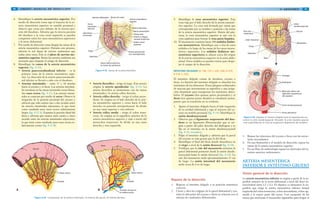 98 GRANT. MANUAL DE DISECCIÓN
6. Identifique la arteria mesentérica superior. Por
medio de disección roma siga el trayecto de la ar-
teria mesentérica superior en sentido proximal y
observe que cruza por delante de la tercera por-
ción del duodeno. Advierta que la tercera porción
del duodeno y la vena renal izquierda se pueden
comprimir entre los vasos mesentéricos superiores
y la aorta abdominal.
7. Por medio de disección roma despeje las ramas de la
arteria mesentérica superior. Durante este proceso,
advierta la red densa de nervios autónomos que
rodea estos vasos. Éste es el plexo de nervios me-
sentérico superior. Retire los nervios conforme sea
necesario para despejar el campo de disección.
8. Identifique las ramas de la arteria mesentérica
superior (fig. 4-31):
• Arteria pancreatoduodenal inferior – es la
primera rama de la arteria mesentérica supe-
rior. La disección de la arteria pancreatoduode-
nal inferior se llevará a cabo con el duodeno.
• Arterias intestinales – entre 15 y 18 arterias
hacia el yeyuno y el íleon. Las arterias intestina-
les terminan en las ramas terminales rectas llama-
das vasos rectos (fig. 4-32). Las arterias intesti-
nales se conectan por medio de arcos. Observe la
irrigación de la porción proximal del yeyuno y
advierta que sólo existen una o dos arcadas entre
las arterias intestinales adyacentes, lo que tiene
como resultado unos vasos rectos relativamente
largos (fig. 4-32 A). Examine la porción distal del
íleon y advierta que existen entre cuatro y cinco
arcadas entre las arterias intestinales adyacentes,
lo que tiene como resultado unos vasos rectos re-
lativamente cortos (fig. 4-32 B).
e
A
Yeyuno
Arcadas
Vasos rectos
Íleon
Vasos rectos
Arcadas
Drenaje venoso en
el sistema porta
B
Figura 4-32. Comparación de las arterias intestinales. A) Arterias del yeyuno. B) Arterias del íleon.
Haustra (dilatación) Tenias del colon
Arteria mesentérica
superior
Arteria ileocólica
Rama ascendente
Rama ileal
Arteria y pliegue
cecales anteriores
Arteria cecal
posterior
Arteria apendicular
con mesoapéndice
Vasos ilíacos externos
(a través del peritoneo)
Apéndice
Ciego
Apéndices
omentales
Surco
paracólico
derecho
Figura 4-33. Ramas de la arteria ileocólica.
• Arteria ileocólica – irriga al ciego. Esta arteria
origina la arteria apendicular (fig. 4-33). La
arteria ileocólica se anastomosa con las ramas
intestinales y la arteria cólica derecha.
• Arteria cólica derecha – irriga el colon ascen-
dente. Se origina en el lado derecho de la arte-
ria mesentérica superior y cruza hacia el lado
derecho en posición retroperitoneal. Se divide
en una rama superior y otra inferior.
• Arteria cólica media – irriga el colon trans-
verso. Se origina en la superficie anterior de la
arteria mesentérica superior y viaja a través del
mesocolon transverso. Se divide en una rama
derecha y otra izquierda.
994/ ABDOMEN
3. Repase las relaciones del yeyuno e íleon con las estruc-
turas circundantes.
4. En una ilustración y el modelo de disección, repase las
ramas de la arteria mesentérica superior.
5. En un libro de embriología repase los derivados del in-
testino anterior embrionario.
ARTERIA MESENTÉRICA
INFERIOR E INTESTINO GRUESO
Visión general de la disección
La arteria mesentérica inferior se origina a partir de la su-
perficie anterior de la aorta abdominal a nivel del disco in-
tervertebral entre L2 y L3. El objetivo es demostrar la su-
perficie que irriga la arteria mesentérica inferior (mitad
izquierda del colon transverso, colon descendente, colon sig-
moide y la mayor parte del recto). Con excepción de las
ramas que atraviesan el mesocolon sigmoideo para irrigar el
9. Identifique la vena mesentérica superior. Esta
vena viaja por el lado derecho de la arteria mesenté-
rica superior. La vena está formada por ramas que
corresponden por su nombre y posición a las ramas
de la arteria mesentérica superior. Detrás del pán-
creas, la vena mesentérica superior se une con la
vena esplénica para formar la vena porta hepática.
10. El mesenterio contiene hasta 200 nódulos linfáti-
cos mesentéricos. Identifique uno o dos de estos
nódulos a lo largo de las ramas de los vasos mesen-
téricos superiores. Los nódulos linfáticos me-
sentéricos superiores se ubican cerca del origen
de la arteria mesentérica superior en la aorta abdo-
minal. Estos nódulos se pueden retirar para despe-
jar el campo de la disección.
INTESTINO DELGADO [G 136, 137; L 225, 228; N 270;
R 310; C 232]
El intestino delgado consta de duodeno, yeyuno e
íleon. La función del intestino delgado es absorber los
nutrientes de los alimentos. Posee pliegues sofisticados
de mucosa que incrementan su superficie y una irriga-
ción abundante para transportar los nutrientes absor-
bidos. El yeyuno (dos quintas partes proximales) y el
íleon (tres quintas partes distales) se estudiarán juntos,
puesto que su transición no es evidente.
1. Aparte el intestino delgado hacia el lado izquierdo
de la cavidad abdominal y siga el trayecto del ye-
yuno en sentido proximal (fig. 4-34). Identifique la
unión duodenoyeyunal.
2. Observe que el ligamento suspensorio del duo-
deno es un ligamento fibromuscular que se ori-
gina a partir del pilar derecho del diafragma y se
fija en el intestino en la unión duodenoyeyunal
(fig. 4-34, recuadro).
3. Palpe el intestino delgado y advierta que la pared
del yeyuno es más gruesa que la del íleon.
4. Identifique el final del íleon donde desemboca en
el ciego a nivel de la unión ileocecal (fig. 4-34).
5. Verifique que la raíz del mesenterio atraviesa la
pared abdominal posterior desde la unión duode-
noyeyunal hasta la unión ileocecal (fig. 4-34). La
raíz del mesenterio mide aproximadamente 15 cm
de largo. La unión intestinal del mesenterio
mide cerca de 6 m de largo.
Repaso de la disección
1. Regrese el intestino delgado a su posición anatómica
correcta.
2. Cierre y abra los colgajos de la pared abdominal y exa-
mine la ubicación del yeyuno e íleon en relación con el
sistema de cuadrantes abdominales.
Íleon
Apéndice
Ciego
Unión ileocecal
Raíz del
mesenterio
Unión
duodenoyeyunal
Yeyuno
Mesenterio
Esófago
Diafragma
Músculos dentro del
ligamento suspensorio
del duodeno
Unión duodenoyeyunal
Aorta abdominal
Figura 4-34. Desplace el intestino delgado hacia la izquierda para en-
contrar la unión duodenoyeyunal. Recuadro: la unión duodeno yeyunal
está suspendida por el músculo suspensorio (ligamento) del duodeno.
 