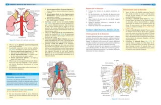 108 GRANT. MANUAL DE DISECCIÓN
Arteria
suprarrenal
inferior
Arteria
suprarrenal
media
Glándula
suprarrenal
derecha
Arterias frénicas
inferiores
Glándula suprarrenal
izquierda
Arterias
suprarrenales
superiores
Arteria
suprarrenal
inferior
Riñón
izquierdo
Arteria testicular
izquierda (varón)
Arteria ovárica
izquierda (mujer)
Aorta abdominal
Arteria renal derecha
Riñón
derecho
Arteria
suprarrenal
media
Figura 4-45. Irrigación de las glándulas suprarrenales.
2. Observe que la glándula suprarrenal izquierda
tiene forma semilunar.
3. La glándula suprarrenal recibe arterias múltiples
(fig. 4-45). Identifique las estructuras siguientes:
• Arterias suprarrenales superiores – se origi-
nan a partir de la arteria frénica inferior.
• Arteria suprarrenal media – se origina a par-
tir de la aorta cerca del tronco celíaco.
• Arteria suprarrenal inferior – se origina a
partir de la arteria renal.
4. Observe que la vena suprarrenal izquierda desem-
boca en la vena renal izquierda. La vena suprarre-
nal derecha desemboca directamente en la vena
cava inferior.
5. Las glándulas suprarrenales reciben numerosas fi-
bras nerviosas simpáticas.
Glándulas suprarrenales
Los riñones y las glándulas suprarrenales tienen un origen
embrionario distinto. Si el riñón no asciende hasta su posición
normal durante la embriogénesis, la glándula suprarrenal se
desarrolla en su posición normal a un lado del tronco celíaco.
C O R R E L A C I Ó N C L Í N I C A
• Arterias impares hacia el aparato digestivo –
tronco celíaco y arterias mesentéricas superior
e inferior
• Arterias pares hacia los tres órganos pares
del abdomen – arterias suprarrenales, renales y
testiculares u ováricas
• Arterias pares hacia la pared abdominal – ar-
teria frénica inferior y lumbar
2. Identifique cuando menos una arteria lumbar
(fig. 4-46). Cuatro pares de arterias lumbares irri-
gan la pared abdominal posterior. Siga el trayecto
de una arteria lumbar hasta su origen en la cara
posterior de la aorta abdominal. Observe que las
arterias lumbares pasan profundamente debajo del
músculo psoas mayor.
3. Observe la bifurcación de la aorta abdominal a
nivel de la vértebra L4 (fig. 4-46). En una persona
delgada, el ombligo se proyecta por arriba de la bi-
furcación de la aorta.
4. Identifique las arterias ilíacas comunes, que se ori-
ginan en la bifurcación de la aorta. Las arterias ilíacas
comunes irrigan la pelvis y los miembros inferiores.
5. Examine la vena cava inferior y sus tributarias.
Recuerde que un segmento de la vena cava inferior
fue extraído con el hígado. Advierta que la vena cava
inferior no tiene tributarias viscerales impares puesto
que el sistema porta hepático recoge sangre del apa-
rato digestivo. Examine la vena porta hepática.
Recuerde que la vena porta hepática desemboca en el
hígado y que las venas hepáticas desembocan en la
vena cava inferior.
Vena cava inferior
Diafragma
12.ª costilla
Aorta abdominal
Arterias lumbares
Arteria ilíaca común
Uréter
M. psoas mayor
Proyección
del ombligo
M. cuadrado
lumbar
M. transverso
del abdomen
Figura 4-46. Relaciones posteriores de los riñones.
AORTA ABDOMINAL Y VENA CAVA INFERIOR
[G 175; L 246; N 329; R 333; C 253]
1. En una ilustración estudie la aorta abdominal.
Observe que la aorta abdominal tiene tres tipos de
ramas:
1094/ ABDOMEN
Repaso de la disección
1. Coloque los riñones en su posición anatómica co-
rrecta.
2. En una ilustración y en el modelo de disección revise
las relaciones de cada riñón con las estructuras circun-
dantes.
3. Siga el trayecto de una gota de orina desde la papila
renal hasta el uréter.
4. Repase la posición, relaciones e irrigación de cada
glándula suprarrenal.
5. Repase las ramas de la aorta abdominal.
PARED ABDOMINAL POSTERIOR
Visión general de la disección
La pared abdominal posterior está formada por la columna
vertebral, los músculos que mueven la columna vertebral,
los músculos que mueven los miembros inferiores y el dia-
fragma. La disección de los nervios de la pared abdominal
y el plexo lumbar de los nervios de los miembros inferiores
se realizará con la de la pared abdominal posterior.
El orden de la disección es el siguiente: se estudiarán las
ramas del plexo lumbar. Se disecarán los músculos que for-
man la pared abdominal posterior y se estudiará la porción
abdominal del tronco simpático.
Instrucciones para la disección
1. Aparte el riñón y la glándula suprarrenal hacia la
línea media (no corte sus vasos) y con las manos
extraiga la grasa restante y la fascia renal de la
pared abdominal posterior.
2. Identifique el músculo psoas mayor (fig. 4-47).
El psoas mayor se origina en las vértebras lumba-
res (cuerpos, discos intervertebrales y apófisis
transversas). Se inserta en el trocánter menor del
fémur. El psoas mayor es un flexor poderoso del
muslo y la columna vertebral. [G 172; L 245; N 263;
R 333; C 250]
3. Busque el músculo psoas menor. El psoas menor
no existe en cerca de 40 % de los casos y algunas
veces sólo existe en un lado del cadáver. El psoas
menor tiene un tendón plano largo que cruza de-
bajo de la superficie anterior del psoas mayor hasta
su inserción en la eminencia iliopúbica y la línea
arqueada del ilion.
4. Identifique el músculo ilíaco (fig. 4-47). El
músculo ilíaco se origina en la fosa ilíaca. Se in-
serta en el trocánter menor del fémur. El músculo
ilíaco flexiona el muslo. El músculo ilíaco y el
psoas mayor forman una unidad funcional y juntos
se conocen como músculo iliopsoas.
12.ª costilla
Nervio subcostal
Nervio iliohipogástrico (1)
M. transverso
del abdomen
Nervio ilioinguinal (2)
M. cuadrado
lumbar
M. psoas
mayor
M. ilíaco
Tronco y ganglio
simpático
Espina ilíaca
anterior superior
Nervio cutáneo
lateral del
muslo (3)
Nervio
genitofemoral (4)
Nervio femoral (5)
Nervio obturador Ligamento inguinal
Nervio
ciático
4
5
Rama
genital
Rama
femoral
Tronco
lumbosacro
1
2
3
Figura 4-47. Plexo lumbar de nervios.
 