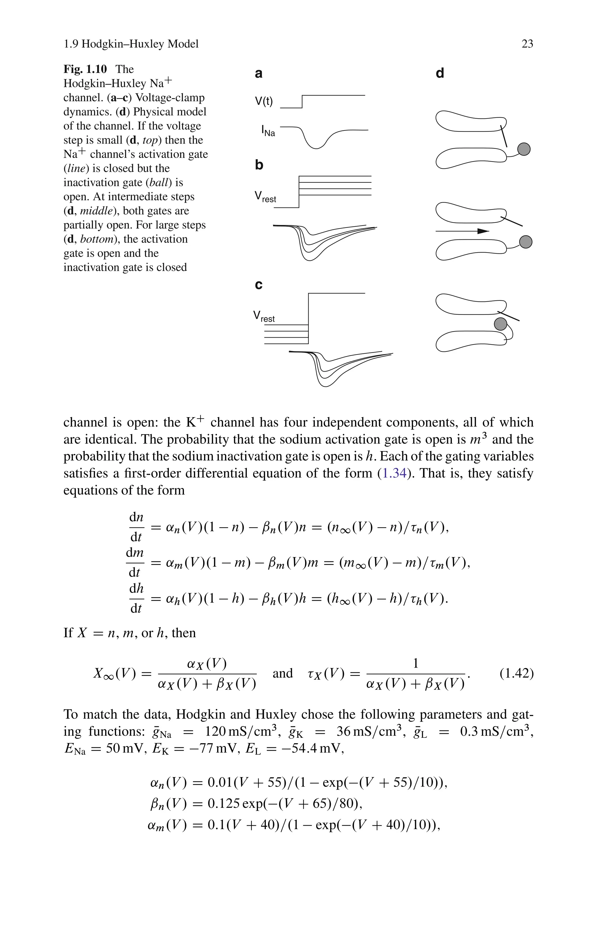 1.9 Hodgkin–Huxley Model 23
Fig. 1.10 The
Hodgkin–Huxley NaC
channel. (a–c) Voltage-clamp
dynamics. (d) Physical model
of the channel. If the voltage
step is small (d, top) then the
NaC
channel’s activation gate
(line) is closed but the
inactivation gate (ball) is
open. At intermediate steps
(d, middle), both gates are
partially open. For large steps
(d, bottom), the activation
gate is open and the
inactivation gate is closed
Vrest
INa
V(t)
a
b
c
d
Vrest
channel is open: the KC
channel has four independent components, all of which
are identical. The probability that the sodium activation gate is open is m3
and the
probability that the sodium inactivation gate is open is h. Each of the gating variables
satisfies a first-order differential equation of the form (1.34). That is, they satisfy
equations of the form
dn
dt
D ˛n.V /.1  n/  ˇn.V /n D .n1.V /  n/= n.V /;
dm
dt
D ˛m.V /.1  m/  ˇm.V /m D .m1.V /  m/= m.V /;
dh
dt
D ˛h.V /.1  h/  ˇh.V /h D .h1.V /  h/= h.V /:
If X D n, m, or h, then
X1.V / D
˛X .V /
˛X .V / C ˇX .V /
and X .V / D
1
˛X .V / C ˇX .V /
: (1.42)
To match the data, Hodgkin and Huxley chose the following parameters and gat-
ing functions: N
gNa D 120 mS=cm3
, N
gK D 36 mS=cm3
, N
gL D 0:3 mS=cm3
,
ENa D 50 mV; EK D 77 mV; EL D 54:4 mV;
˛n.V / D 0:01.V C 55/=.1  exp..V C 55/=10//;
ˇn.V / D 0:125 exp..V C 65/=80/;
˛m.V / D 0:1.V C 40/=.1  exp..V C 40/=10//;
 