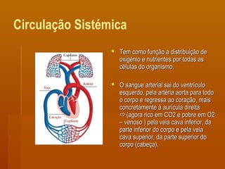 Circulação Sistémica
 Tem como função a distribuição deTem como função a distribuição de
oxigénio e nutrientes por todas asoxigénio e nutrientes por todas as
células do organismo.células do organismo.
 O sangue arterial sai do ventrículoO sangue arterial sai do ventrículo
esquerdo, pela artéria aorta para todoesquerdo, pela artéria aorta para todo
o corpo e regressa ao coração, maiso corpo e regressa ao coração, mais
concretamente à aurícula direitaconcretamente à aurícula direita
(agora rico em CO2 e pobre em O2(agora rico em CO2 e pobre em O2
– venoso ) pela veia cava inferior, da– venoso ) pela veia cava inferior, da
parte inferior do corpo e pela veiaparte inferior do corpo e pela veia
cava superior, da parte superior docava superior, da parte superior do
corpo (cabeça).corpo (cabeça).
 