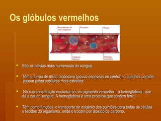Os glóbulos vermelhos
 São as células mais numerosas do sangue.São as células mais numerosas do sangue.
 Têm a forma de disco bicôncavo (pouco espessas no centro), o que lhes permiteTêm a forma de disco bicôncavo (pouco espessas no centro), o que lhes permite
passar pelos capilares mais estreitos.passar pelos capilares mais estreitos.
 Na sua constituição encontra-se um pigmento vermelho – a hemoglobina –queNa sua constituição encontra-se um pigmento vermelho – a hemoglobina –que
dá a cor ao sangue. A hemoglobina é uma proteína que contém ferro.dá a cor ao sangue. A hemoglobina é uma proteína que contém ferro.
 Têm como funções: o transporte de oxigénio dos pulmões para todas as célulasTêm como funções: o transporte de oxigénio dos pulmões para todas as células
e tecidos do organismo, onde o trocam por dióxido de carbono.e tecidos do organismo, onde o trocam por dióxido de carbono.
 