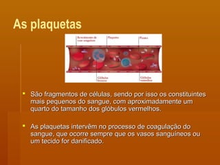 As plaquetas
 São fragmentos de células, sendo por isso os constituintesSão fragmentos de células, sendo por isso os constituintes
mais pequenos do sangue, com aproximadamente ummais pequenos do sangue, com aproximadamente um
quarto do tamanho dos glóbulos vermelhos.quarto do tamanho dos glóbulos vermelhos.
 As plaquetas intervêm no processo de coagulação doAs plaquetas intervêm no processo de coagulação do
sangue, que ocorre sempre que os vasos sanguíneos ousangue, que ocorre sempre que os vasos sanguíneos ou
um tecido for danificado.um tecido for danificado.
 