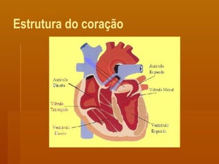 Estrutura do coração
 