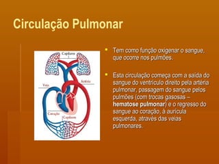 Circulação Pulmonar
 Tem como função oxigenar o sangue,Tem como função oxigenar o sangue,
que ocorre nos pulmões.que ocorre nos pulmões.
 Esta circulação começa com a saída doEsta circulação começa com a saída do
sangue do ventrículo direito pela artériasangue do ventrículo direito pela artéria
pulmonar, passagem do sangue pelospulmonar, passagem do sangue pelos
pulmões (com trocas gasosas –pulmões (com trocas gasosas –
hematose pulmonarhematose pulmonar) e o regresso do) e o regresso do
sangue ao coração, à aurículasangue ao coração, à aurícula
esquerda, através das veiasesquerda, através das veias
pulmonares.pulmonares.
 