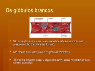 Os glóbulos brancos
 São as células sanguíneas de maiores dimensões e as únicas queSão as células sanguíneas de maiores dimensões e as únicas que
possuem núcleo (de diferentes formas).possuem núcleo (de diferentes formas).
 São menos numerosas do que os glóbulos vermelhos.São menos numerosas do que os glóbulos vermelhos.
 Têm como função proteger o organismo contra certos microrganismos eTêm como função proteger o organismo contra certos microrganismos e
agentes estranhos.agentes estranhos.
 