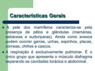 Características Gerais
 A pele dos mamíferos caracteriza-se pela
presença de pêlos e glândulas (mamárias,
sebáceas e sudoríparas). Ainda como anexos
podem ocorrer garras, unhas, espinhos, placas,
córneas, chifres e cascos.
 A respiração é exclusivamente pulmonar. É o
único grupo que apresenta o músculo diafragma
separando as cavidades torácica e abdominal.
 
