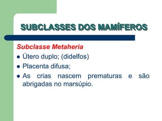 SUBCLASSES DOS MAMÍFEROS
Subclasse Metaheria
 Útero duplo; (didelfos)
 Placenta difusa;
 As crias nascem prematuras e são
abrigadas no marsúpio.
 