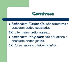 Carnívora
 Subordem Fissipedia: são terrestres e
possuem dedos separados.
EX: cão, gatos, leão, tigres...
 Subordem Pinipedia: são aquáticos e
possuem dedos juntos.
EX: focas, morsas, leão-marinho...
 