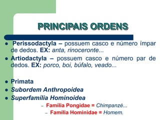 PRINCIPAIS ORDENS
 Perissodactyla – possuem casco e número ímpar
de dedos. EX: anta, rinoceronte...
 Artiodactyla – possuem casco e número par de
dedos. EX: porco, boi, búfalo, veado...
 Primata
 Subordem Anthropoidea
 Superfamília Hominoidea
– Família Pongidae = Chimpanzé...
– Família Hominidae = Homem.
 