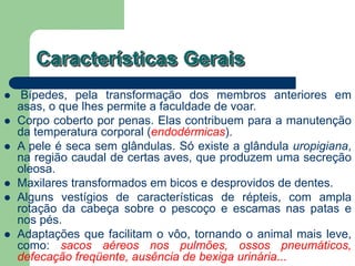 Características Gerais
 Bípedes, pela transformação dos membros anteriores em
asas, o que lhes permite a faculdade de voar.
 Corpo coberto por penas. Elas contribuem para a manutenção
da temperatura corporal (endodérmicas).
 A pele é seca sem glândulas. Só existe a glândula uropigiana,
na região caudal de certas aves, que produzem uma secreção
oleosa.
 Maxilares transformados em bicos e desprovidos de dentes.
 Alguns vestígios de características de répteis, com ampla
rotação da cabeça sobre o pescoço e escamas nas patas e
nos pés.
 Adaptações que facilitam o vôo, tornando o animal mais leve,
como: sacos aéreos nos pulmões, ossos pneumáticos,
defecação freqüente, ausência de bexiga urinária...
 
