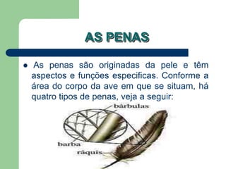 AS PENAS
 As penas são originadas da pele e têm
aspectos e funções especificas. Conforme a
área do corpo da ave em que se situam, há
quatro tipos de penas, veja a seguir:
 