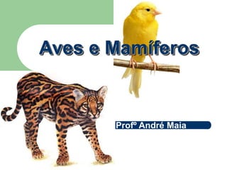 Aves e Mamíferos
Profº André Maia
 