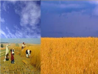 Державні символи