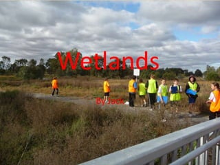 Wetlands
   By Jack
 