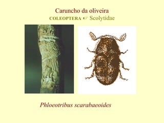 Caruncho da oliveira
COLEOPTERA

 Scolytidae

Phloeotribus scarabaeoides

 