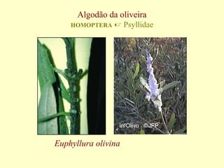 Algodão da oliveira
HOMOPTERA

 Psyllidae

Euphyllura olivina

 