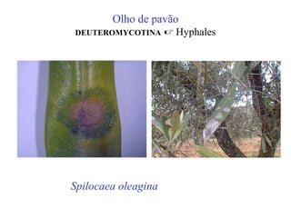 Olho de pavão
DEUTEROMYCOTINA

Spilocaea oleagina

 Hyphales

 