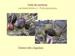 Gafa da azeitona
ASCOMYCOTINA

 Polystigmatales

Glomerella cingulata

 