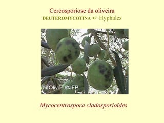 Cercosporiose da oliveira
DEUTEROMYCOTINA

 Hyphales

Mycocentrospora cladosporioides

 