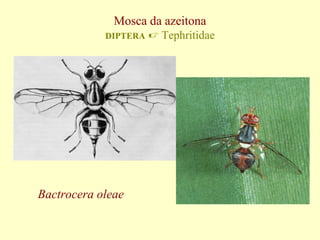 Mosca da azeitona
DIPTERA

Bactrocera oleae

 Tephritidae

 