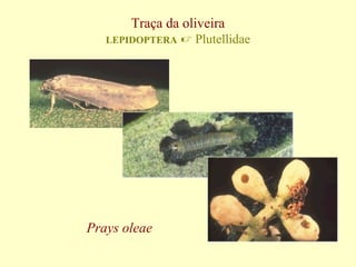 Traça da oliveira
LEPIDOPTERA

Prays oleae

 Plutellidae

 
