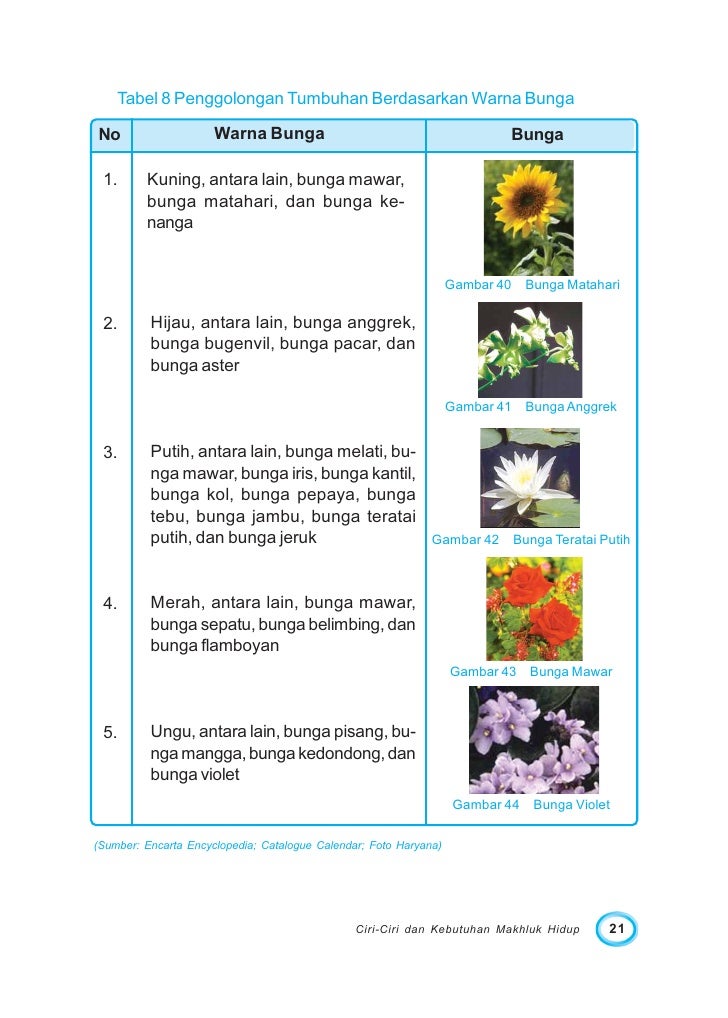 17+ Gambar Bunga Matahari Dan Ciri Cirinya - Koleksi Bunga HD