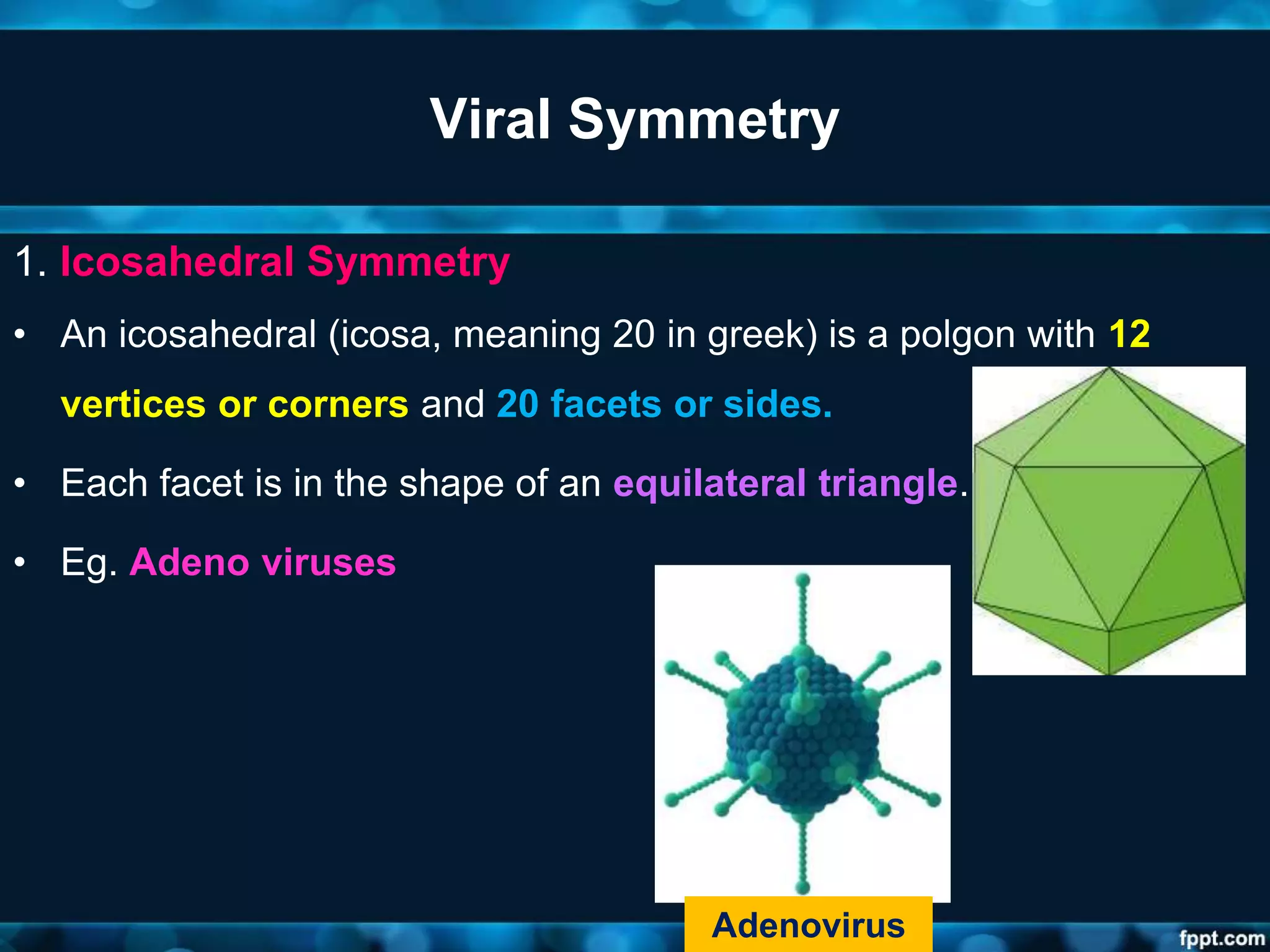 Viral Symmetry
1. Icosahedral Symmetry
• An icosahedral (icosa, meaning 20 in greek) is a polgon with 12
vertices or corners and 20 facets or sides.
• Each facet is in the shape of an equilateral triangle.
• Eg. Adeno viruses
Adenovirus
 