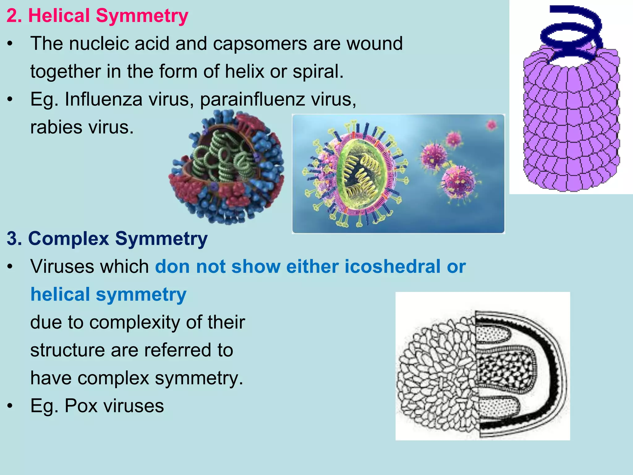 2. Helical Symmetry
• The nucleic acid and capsomers are wound
together in the form of helix or spiral.
• Eg. Influenza virus, parainfluenz virus,
rabies virus.
3. Complex Symmetry
• Viruses which don not show either icoshedral or
helical symmetry
due to complexity of their
structure are referred to
have complex symmetry.
• Eg. Pox viruses
 