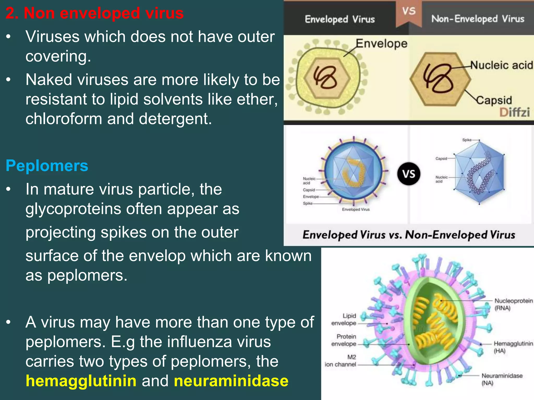 2. Non enveloped virus
• Viruses which does not have outer
covering.
• Naked viruses are more likely to be
resistant to lipid solvents like ether,
chloroform and detergent.
Peplomers
• In mature virus particle, the
glycoproteins often appear as
projecting spikes on the outer
surface of the envelop which are known
as peplomers.
• A virus may have more than one type of
peplomers. E.g the influenza virus
carries two types of peplomers, the
hemagglutinin and neuraminidase
 