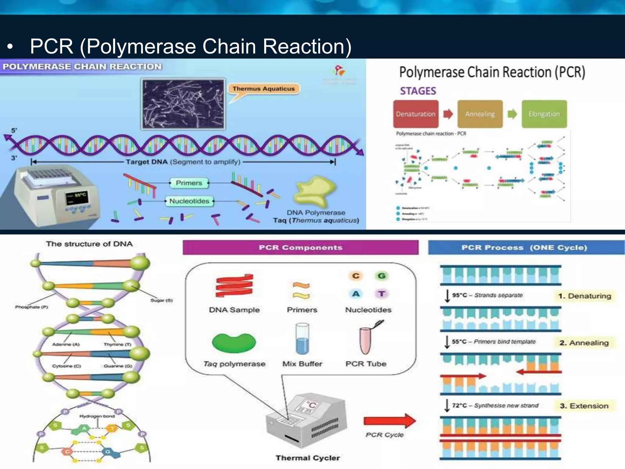 • PCR (Polymerase Chain Reaction)
 