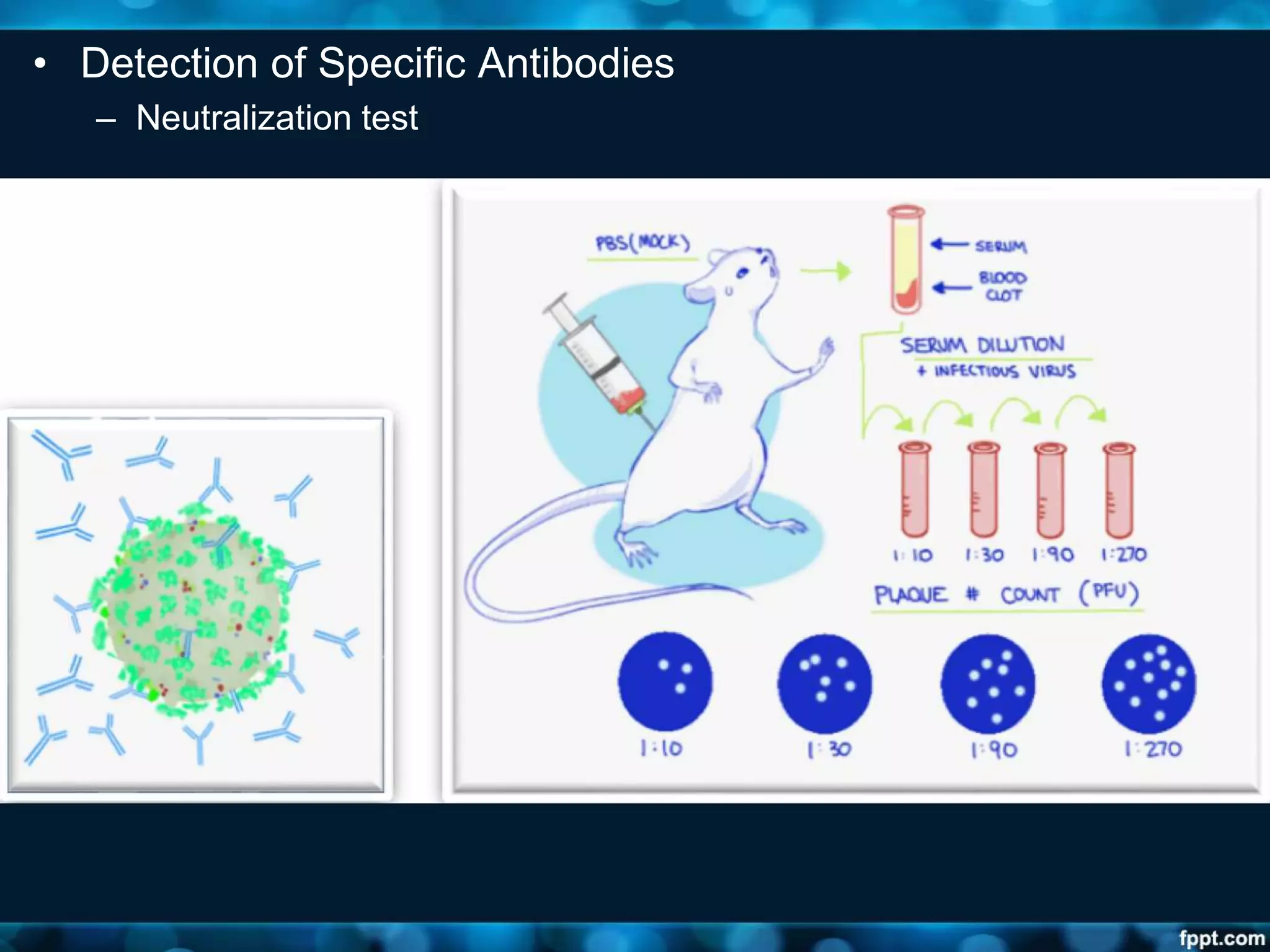 • Detection of Specific Antibodies
– Neutralization test
 