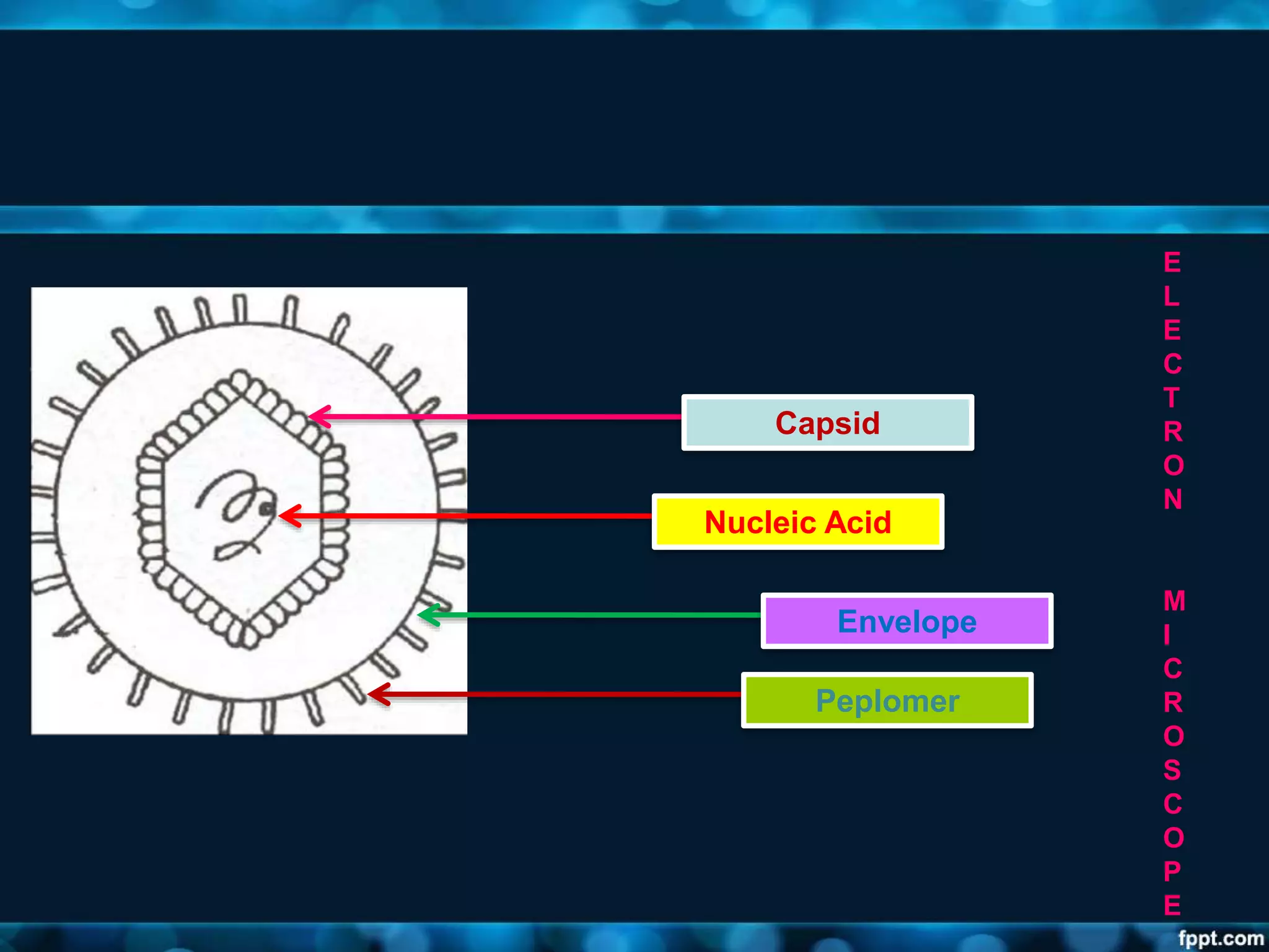 Capsid
Nucleic Acid
Envelope
Peplomer
E
L
E
C
T
R
O
N
M
I
C
R
O
S
C
O
P
E
 