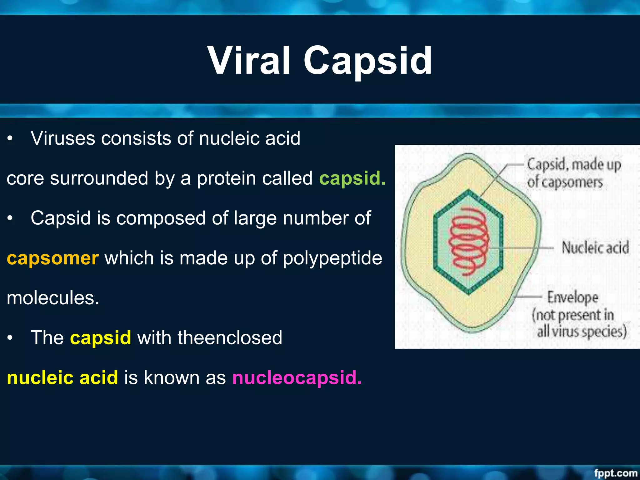Viral Capsid
• Viruses consists of nucleic acid
core surrounded by a protein called capsid.
• Capsid is composed of large number of
capsomer which is made up of polypeptide
molecules.
• The capsid with theenclosed
nucleic acid is known as nucleocapsid.
 