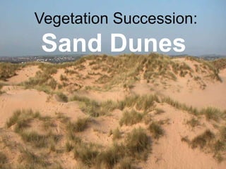 Vegetation Succession:
Sand Dunes
 