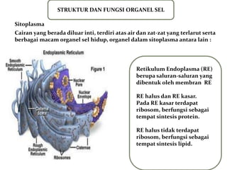STRUKTUR DAN FUNGSI ORGANEL SEL
Retikulum Endoplasma (RE)
berupa saluran-saluran yang
dibentuk oleh membran RE
RE halus dan RE kasar.
Pada RE kasar terdapat
ribosom, berfungsi sebagai
tempat sintesis protein.
RE halus tidak terdapat
ribosom, berfungsi sebagai
tempat sintesis lipid.
Sitoplasma
Cairan yang berada diluar inti, terdiri atas air dan zat-zat yang terlarut serta
berbagai macam organel sel hidup, organel dalam sitoplasma antara lain :
 