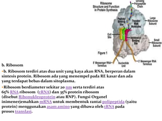 b. Ribosom
b. Ribosom terdiri atas dua unit yang kaya akan RNA, berperan dalam
sintesis protein. Ribosom ada yang menempel pada RE kasar dan ada
yang terdapat bebas dalam sitoplasma.
Ribosom berdiameter sekitar 20 nm serta terdiri atas
65% RNA ribosom (rRNA) dan 35% protein ribosom
(disebut Ribonukleoprotein atau RNP). Fungsi Organel
inimenerjemahkan mRNA untuk membentuk rantai polipeptida (yaitu
protein) menggunakan asam amino yang dibawa oleh tRNA pada
proses translasi.
 