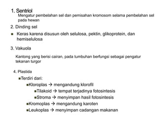 Mengatur pembelahan sel dan pemisahan kromosom selama pembelahan sel
pada hewan
2. Dinding sel
 Keras karena disusun oleh selulosa, pektin, glikoprotein, dan
hemiselulosa
3. Vakuola
Kantong yang berisi cairan, pada tumbuhan berfungsi sebagai pengatur
tekanan turgor
4. Plastida
Terdiri dari:
Kloroplas  mengandung klorofil
Tilakoid  tempat terjadinya fotosintesis
Stroma  menyimpan hasil fotosintesis
Kromoplas  mengandung karoten
Leukoplas  menyimpan cadangan makanan
 