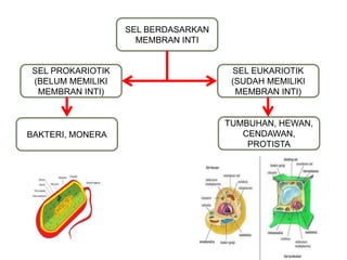 SEL BERDASARKAN
MEMBRAN INTI
SEL PROKARIOTIK
(BELUM MEMILIKI
MEMBRAN INTI)
SEL EUKARIOTIK
(SUDAH MEMILIKI
MEMBRAN INTI)
BAKTERI, MONERA
TUMBUHAN, HEWAN,
CENDAWAN,
PROTISTA
 