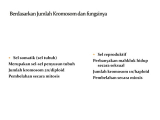  Sel somatik (sel tubuh)
Merupakan sel-sel penyusun tubuh
Jumlah kromosom 2n/diploid
Pembelahan secara mitosis
 Sel reproduktif
Perbanyakan mahkluk hidup
secara seksual
Jumlah kromosom 1n/haploid
Pembelahan secara miosis
 