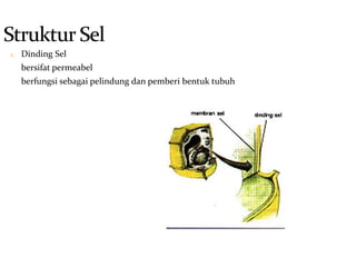 1. Dinding Sel
bersifat permeabel
berfungsi sebagai pelindung dan pemberi bentuk tubuh
 
