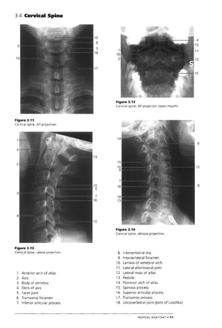 The Who Manual Of Diagnostic Imaging Radiographic Anatomy And ...