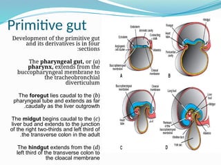 Primitive Intestine respirator embriology lecturs for student.pptx