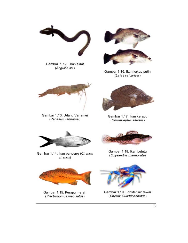 SMK MAK kelas10 smk budidaya ikan gusrina SMK MAK kelas10 smk budidaya ikan gusrina