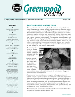A PUBLICATION OF GR E E N WO O D W I L D L I F E R E H A B I L I TAT I O N S A N CT U A R Y                                     SPRING, 2006




                                                      BABY SQUIRRELS — WHAT TO DO
              CONTENTS

                                                      Perhaps you’ve noticed that your neighborhood squirrels are acting a bit friskier
                2
                                                      lately. Maybe their cute, comical, and, yes, sometimes annoying antics have recently
    Thoughts from Greenwood’s
         Board President                              caught your eye and left you wondering, “What has gotten into those crazy squirrels?”
                  3                                   Well, something is definitely up—babies! Nesting high up in the trees, in hollowed-
                                                      out limbs or attached to limbs in large “squirrel-made” jumbles of leaves and twigs,
            Animal Statistics
                                                      fox squirrels (our common urban-dwelling squirrels) have two breeding seasons each
                4
                                                      year. The first round falls in mid-February, with babies born throughout March and
      Thank You, Victoria
                                                      April. These kids are the “spring babies.” The second round comes a bit later in the
     Volunteer Opportunities
                                                      year, beginning in early August and continuing through October, bringing the “fall
    Would You Like Greenwood
                                                      babies.” As you read this newsletter, we are in the midst of spring baby season for
      to Visit Your School?
                                                      our squirrelly neighbors. It is a busy time and everyone can help make sure things
                 5
                                                      go more smoothly for them and their new little ones.
 Give Your House a “Spring Break”
       Schnort, The Explorer
                                                      As tempting as it is
    Printer Cartridge Recycling
                                                      to put out food for
                6                                     these furry critters,
            Wish List                                 the first way to help
     Environmental Enrichment                         them is to resist this
                  7                                   temptation!
          What’s New at the
                                                      Squirrels, as is true
          Gift & Thrift Store?                    n

                                                      for all wild animals,
                8
                                                      must learn to forage
          Our Thanks
                                                      for appropriate,
     Manhattan Middle School
                                                      natural food sources.
    New and Improved Website
                                                      This helps them
      Release Sites Needed
                                                      raise strong, healthy
                                                      babies who learn
      Greenwood Wildlife Rehabilitation
    Sanctuary is a not-for-profit corporation
                                                      what nutritious natural food really is. In turn, as the babies mature, they pass on
      that is devoted to the rehabilitation
                                                      these life skills to future generations.
      and release of injured and orphaned
       wildlife. We have been in existence
                                                      Many commercial mixes contain foods, such as sunflower seeds and peanuts that can be
    for over a decade and were incorporated       n
                in March 1993.
                                                      extremely damaging to squirrel development and their long-term health. These inappropriate
    We are named after “Greenwood,” who
                                                      foods can cause bones to grow improperly (a condition called “metabolic bone disease”).
    was the first raccoon rehabilitated and
                                                      In babies, the bones do not develop well, leaving them brittle and fragile for life; in
     released by our organization in 1982.
    Since then, we have successfully treated
                                                      adults, the bones degenerate over time. By encouraging squirrels to forage for nuts,
       and released thousands of animals.
                                                      branches, and seeds that are found naturally within their habitat (possibly your
      Greenwood now maintains one of the
    largest wildlife rehabilitation facilities
                                                      backyard!), we can help to make sure that their babies grow up strong, healthy, and
         along Colorado’s Front Range.
                                                      savvy about the ways of successful urban wildlife.
         In October of 1993, Greenwood
    obtained 501(c)(3) status from the IRS
                                                      An interesting fact... squirrels that are not hand-fed by humans are much less likely
    as a non-profit charitable organization.
                                                      to be attacked by dogs or cats or to be hit by cars.
       Our efforts are funded solely by the
        generosity of hundreds of concerned
     citizens, businesses, and organizations.

                                                                                                                              (CONTINUED ON PAGE 3)
 