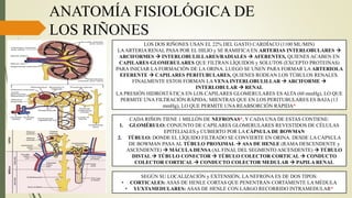 Aparato Urinario Generalidades Anatomicas | PDF