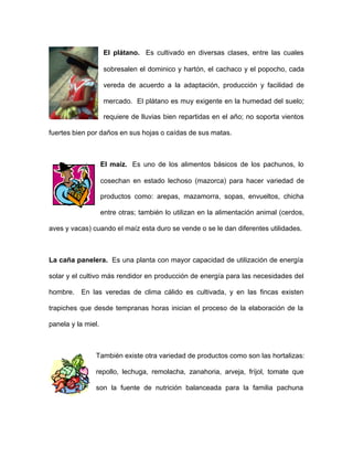 El plátano. Es cultivado en diversas clases, entre las cuales
sobresalen el dominico y hartón, el cachaco y el popocho, cada
vereda de acuerdo a la adaptación, producción y facilidad de
mercado. El plátano es muy exigente en la humedad del suelo;
requiere de lluvias bien repartidas en el año; no soporta vientos
fuertes bien por daños en sus hojas o caídas de sus matas.
El maíz. Es uno de los alimentos básicos de los pachunos, lo
cosechan en estado lechoso (mazorca) para hacer variedad de
productos como: arepas, mazamorra, sopas, envueltos, chicha
entre otras; también lo utilizan en la alimentación animal (cerdos,
aves y vacas) cuando el maíz esta duro se vende o se le dan diferentes utilidades.
La caña panelera. Es una planta con mayor capacidad de utilización de energía
solar y el cultivo más rendidor en producción de energía para las necesidades del
hombre. En las veredas de clima cálido es cultivada, y en las fincas existen
trapiches que desde tempranas horas inician el proceso de la elaboración de la
panela y la miel.
También existe otra variedad de productos como son las hortalizas:
repollo, lechuga, remolacha, zanahoria, arveja, fríjol, tomate que
son la fuente de nutrición balanceada para la familia pachuna
 