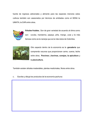 fuente de ingresos adicionales y alimento para las especies menores estos
cultivos también son asesorados por técnicos de entidades como el SENA la
UMATA, la CAR entre otras.
Árboles frutales. Son de gran variedad de acuerdo al clima como
son: curuba, mandarina, papaya, piña, mango, uvas y la más
famosa como es la naranja que es la más dulce de Colombia.
Otro aspecto dentro de la economía es la ganadería que
comprende vacunos que proporcionan carne, cueros, leche
entre otros. Porcinos y bovinos, conejos, la apicultura y
la piscicultura.
También existen árboles maderables, plantas medicinales, flores entre otros.
c. Escribe y dibuja los productos de la economía pachuna:
 