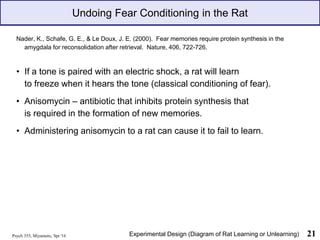 Psych 355, Miyamoto, Spr '16 21
Undoing Fear Conditioning in the Rat
Nader, K., Schafe, G. E., & Le Doux, J. E. (2000). Fear memories require protein synthesis in the
amygdala for reconsolidation after retrieval. Nature, 406, 722-726.
• If a tone is paired with an electric shock, a rat will learn
to freeze when it hears the tone (classical conditioning of fear).
• Anisomycin – antibiotic that inhibits protein synthesis that
is required in the formation of new memories.
• Administering anisomycin to a rat can cause it to fail to learn.
Experimental Design (Diagram of Rat Learning or Unlearning)
 