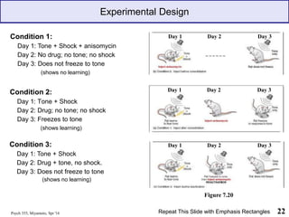 Experimental Design
Condition 2:
Day 1: Tone + Shock
Day 2: Drug; no tone; no shock
Day 3: Freezes to tone
(shows learning)
Psych 355, Miyamoto, Spr '16 22
Repeat This Slide with Emphasis Rectangles
Day 1 Day 2 Day 3
Day 1 Day 2 Day 3
Day 1 Day 2 Day 3
Figure 7.20
Condition 1:
Day 1: Tone + Shock + anisomycin
Day 2: No drug; no tone; no shock
Day 3: Does not freeze to tone
(shows no learning)
Condition 3:
Day 1: Tone + Shock
Day 2: Drug + tone, no shock.
Day 3: Does not freeze to tone
(shows no learning)
 